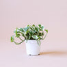 On a light pink background is a 4" Pothos N'joy house plant.