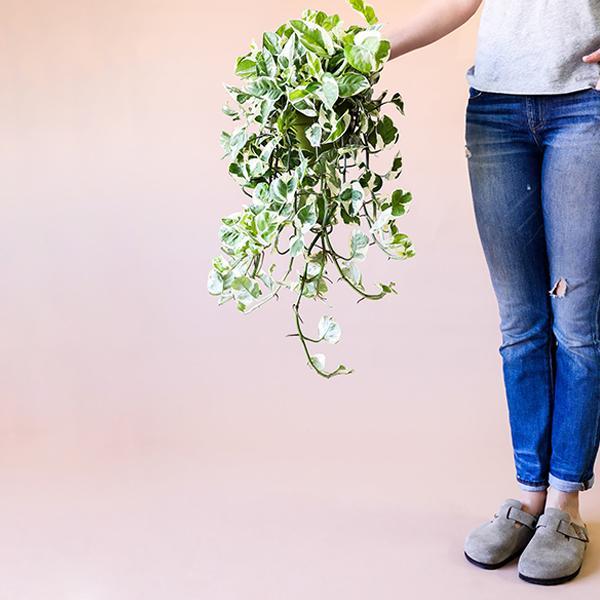 On a light pink background is a trailing Pothos N'joy house plant being held up by a model.