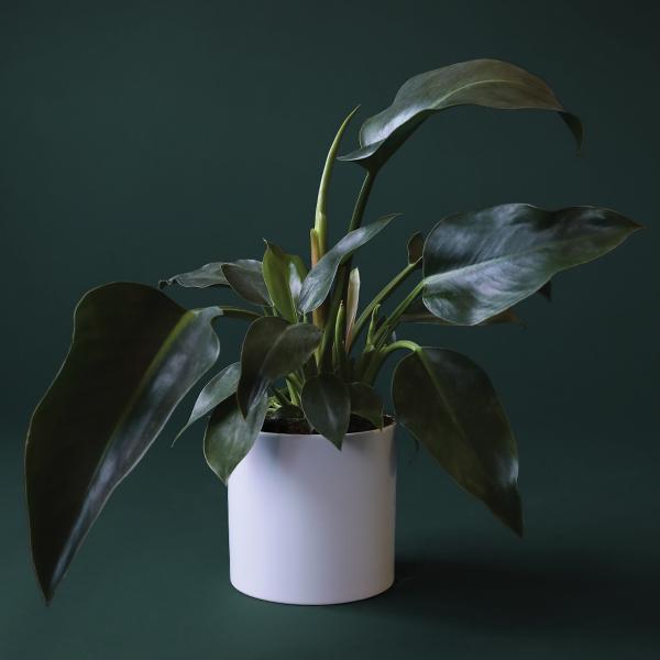 On a dark green background is a Philodendron Congo in a white ceramic planter that is sold separately.