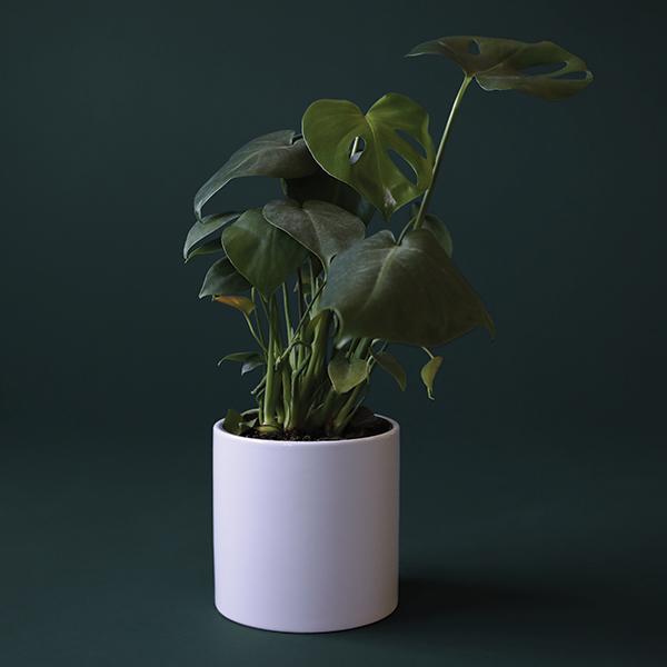 On a dark green background is a Monstera Deliciosa in a white ceramic planter that is sold separately.