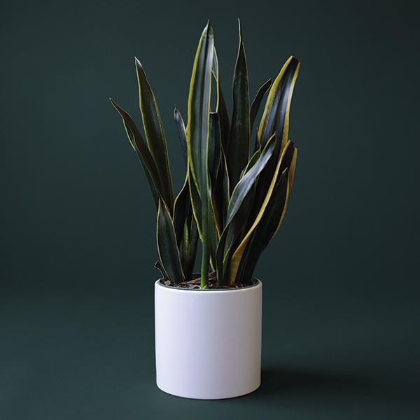 On a dark green background is a Sansevieria Laurentii in a white ceramic planter that is sold separately.