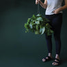  On a dark green background is a Variegated Green Pothos being held up by a model.