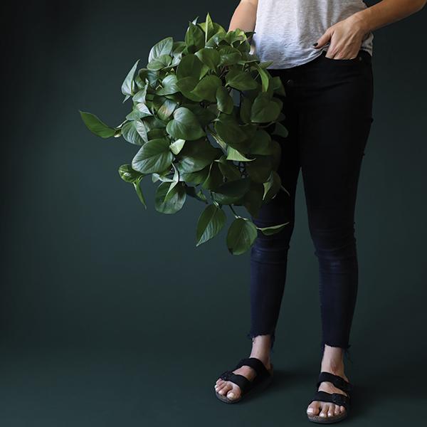 On a dark background is a model holding a Pothos Green house plant.