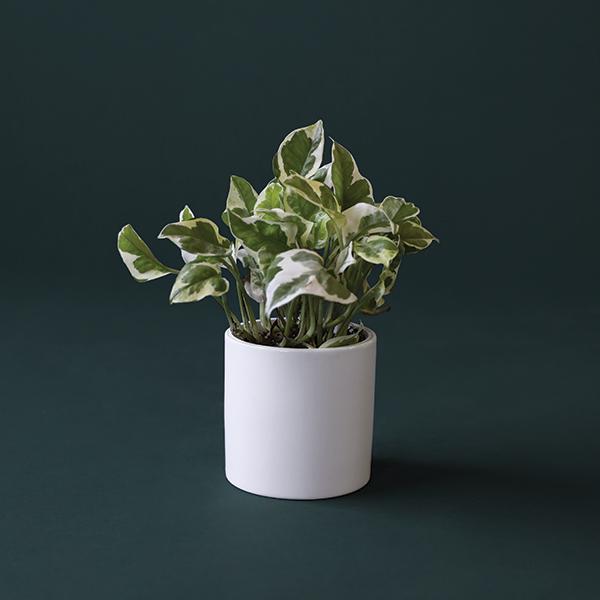 On a dark green background is a 4" Pothos N'joy house plant in a white ceramic planter that is sold separately.