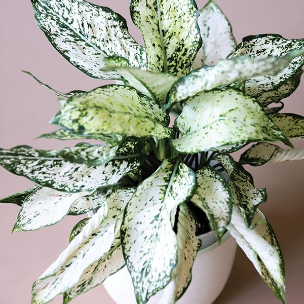 On a light pink background is a Aglaonema First Diamond photographed in a white ceramic pot that is sold separately.