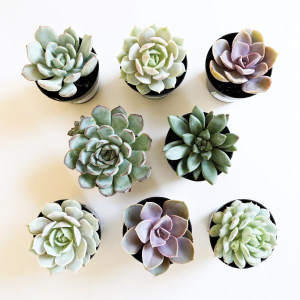 On a cream background is an assortment of purple and light green succulents.