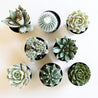 An arial view of a variety of green toned succulent and cacti. 