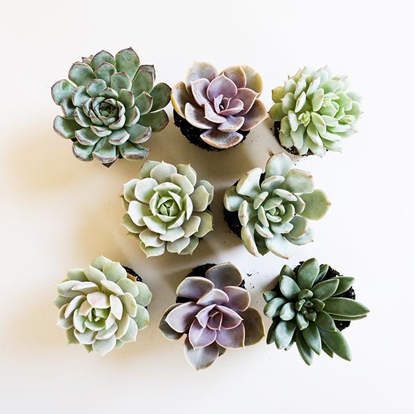 On a cream background is an assortment of purple and light green succulents.