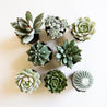 An arial view of a variety of green toned succulent and cacti.