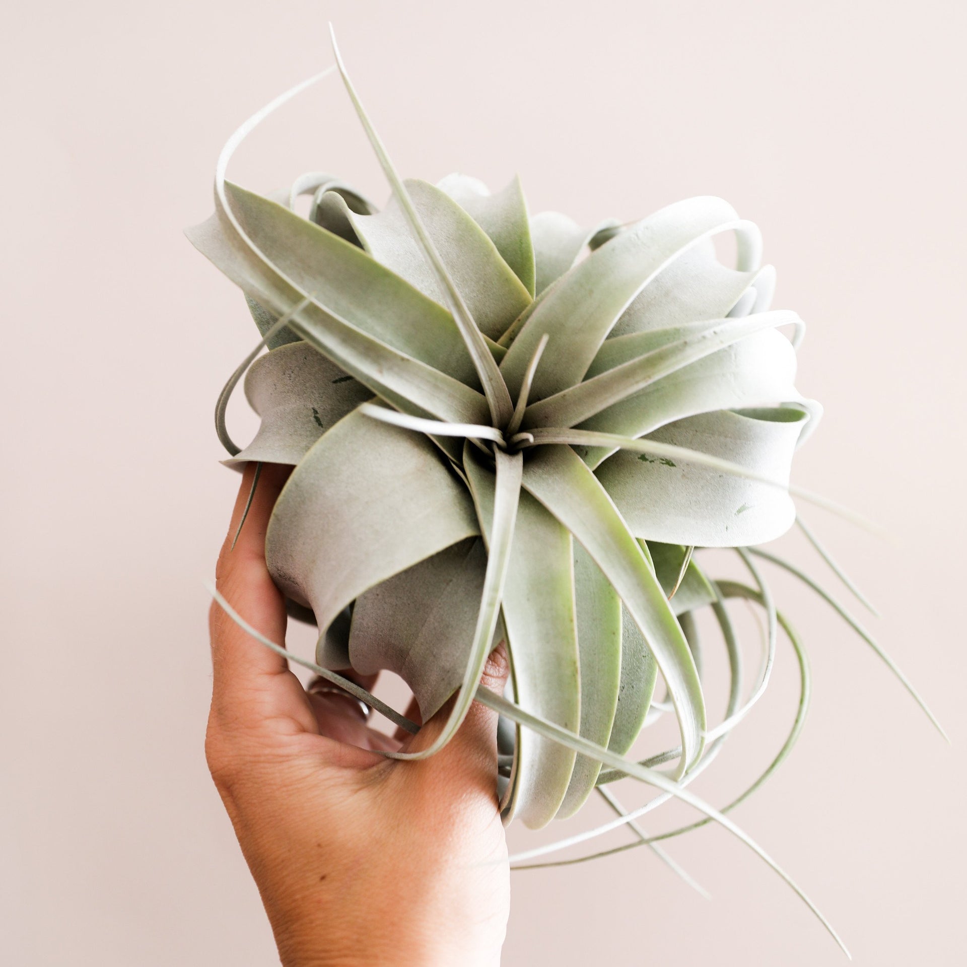 xerographica air plant Tillandsia Xerographica Air Plant - Buy Online
