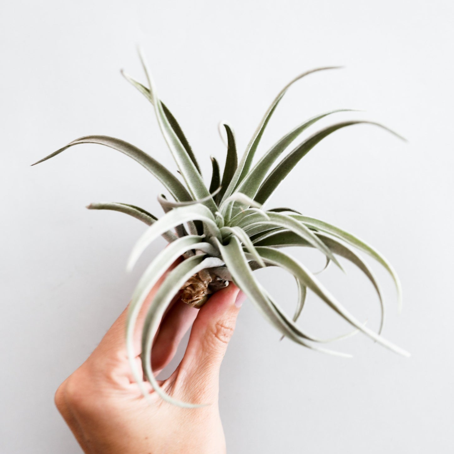 On a white background is a Tillandsia Harrisii.