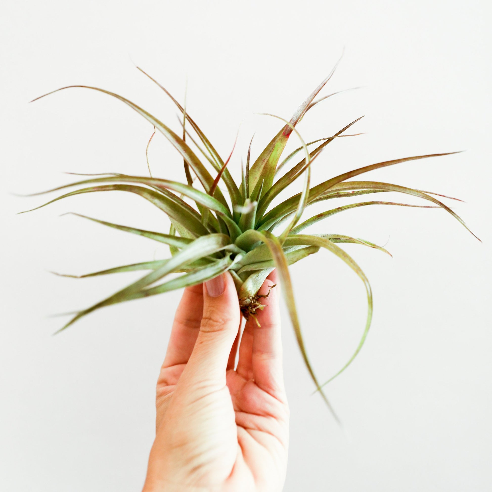 On a white background is a Tillandsia Brachycaulos being held up by a model's hand.