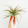 On a white background is a Tillandsia Brachycaulos being held up by a model's hand. 