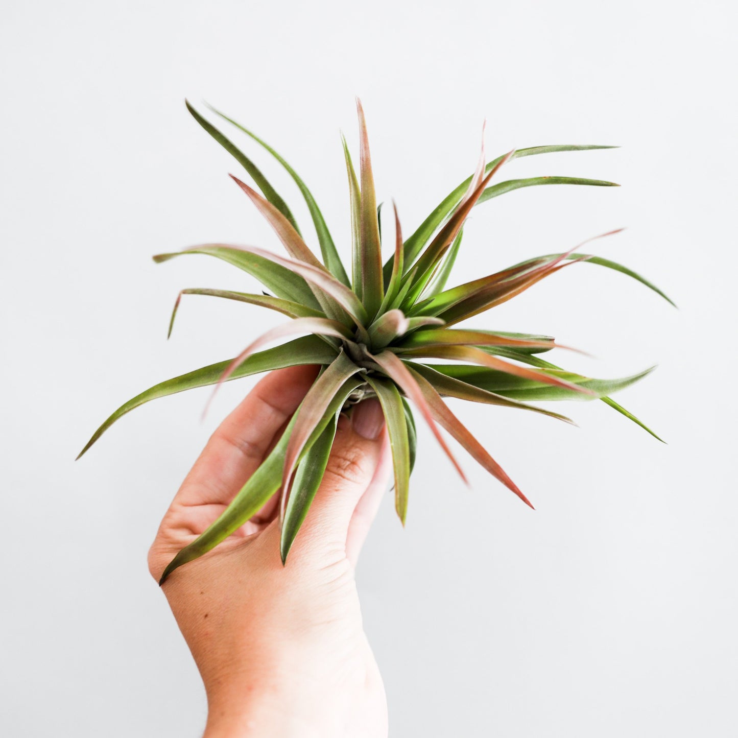 On a white background is a Tillandsia Velutina air plant.