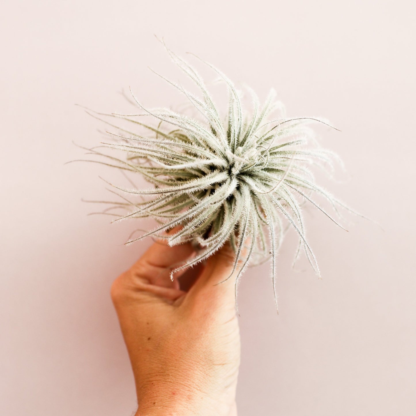 On a cream background is a Tillandsia Tectorum air plant being held by a model's hand.