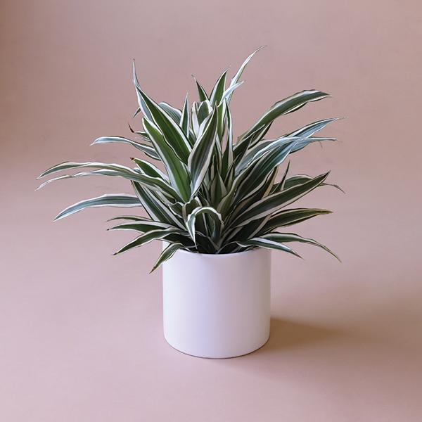 On a pink background is a Dracaena Warneckii photographed in a white ceramic pot that is sold separately.