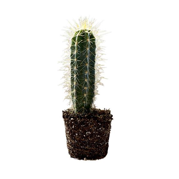 On a white background is a Blue Candle Cactus side view.