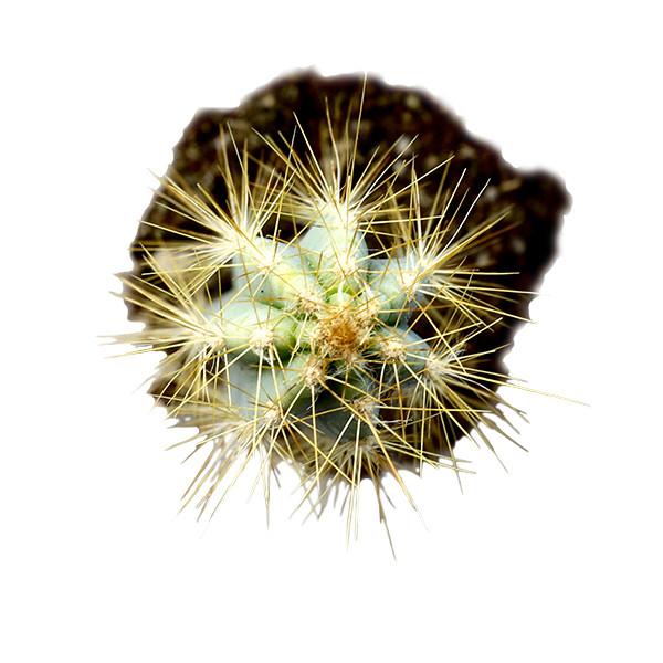 On a white background is a Blue Candle Cactus arial view.
