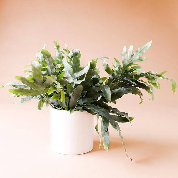 On a light pink background is a Blue Star Fern house plant in a white ceramic pot that is sold separately.
