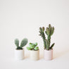 On a white background is three different colored tiny ceramic pots filled with tiny succulents and cacti.