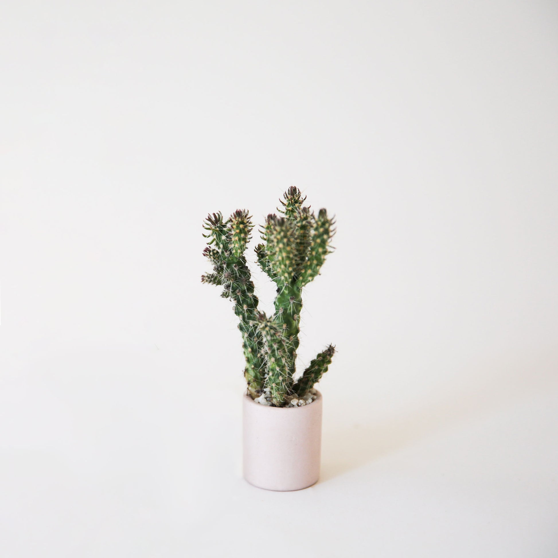 On a white background is a light pink, tiny ceramic pot filled with a tiny green cactus.