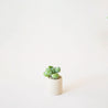 On a cream background is a beige tiny pot filled with a succulent. 