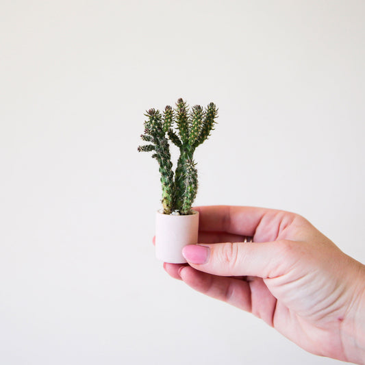 On a white background is a model's hand holding a tiny ceramic pot filled with a tiny cactus.