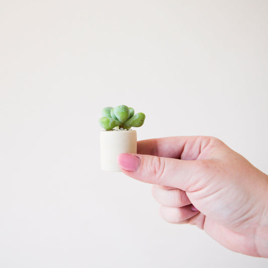 On a white background is a model's hand holding a tiny beige ceramic pot filled with a tiny succulent.