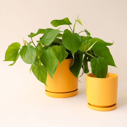 On a cream background is a bright orange ceramic planter in two different sizes. The larger of the two is holding a green house plant. 
