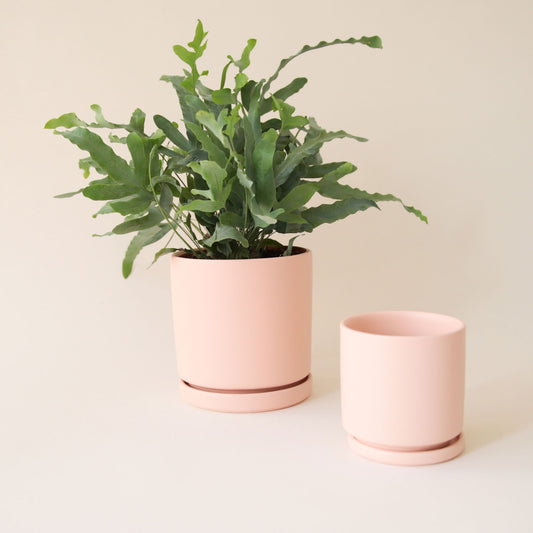 On a cream background is two different sized light pink ceramic planters with removable trays for drainage along with a green fern inside of the larger planter. 
