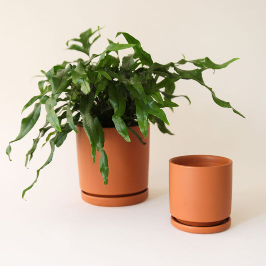On a cream background is an two orange ceramic planters with removable trays for drainage. The larger of the two is photographed here with a green fern. 