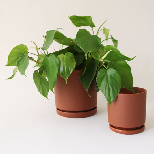 On a white background is two mocha brown ceramic pots with removable trays for drainage. The larger of the two is filled with a green house plant. 