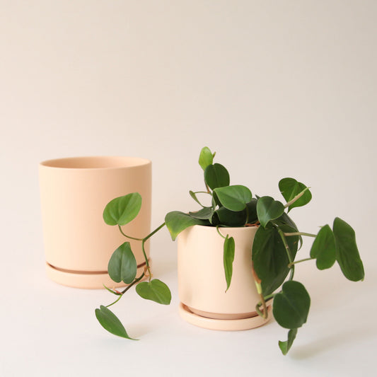 On a cream background is two different sized light pink ceramic planters with removable trays for drainage. The smaller of the two planters is photographed with a green leafy house plant. 