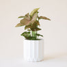 The larger of the two fluted ceramic pots on a cream background and holding a small houseplant.  