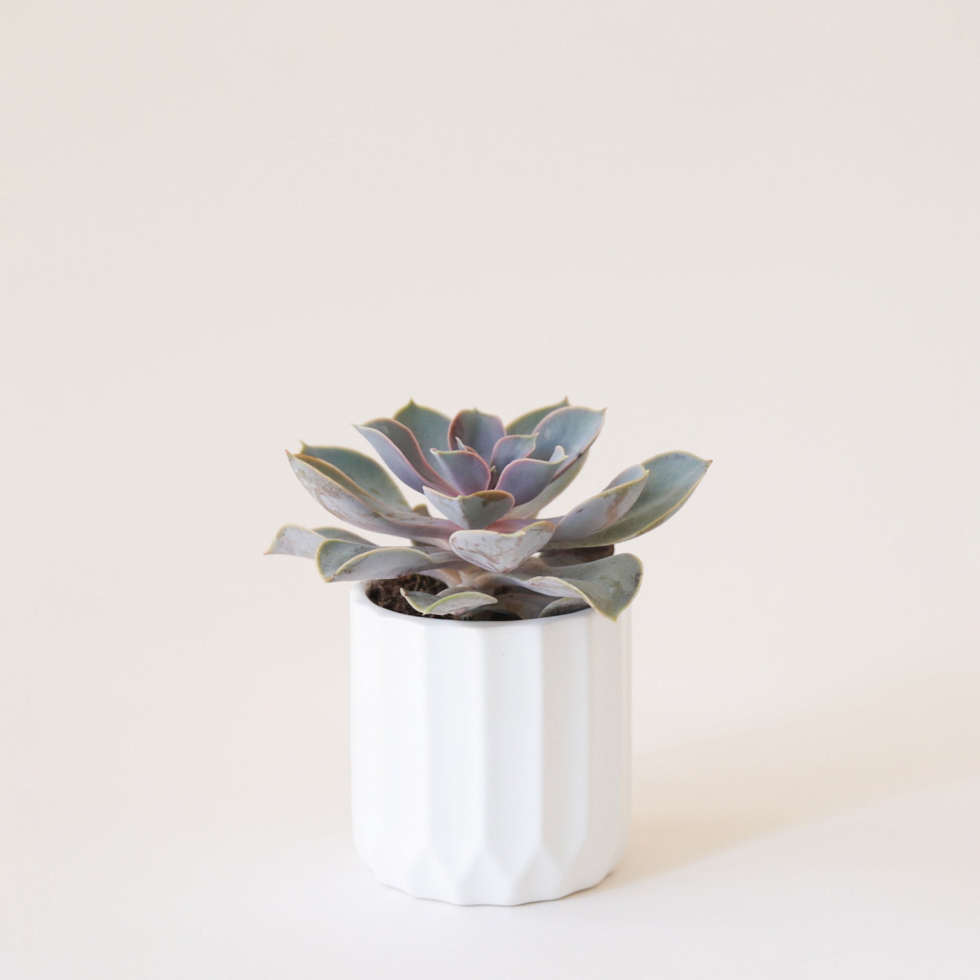 The smaller of the two fluted ceramic pots on a cream background and holding a purple ish succulent.