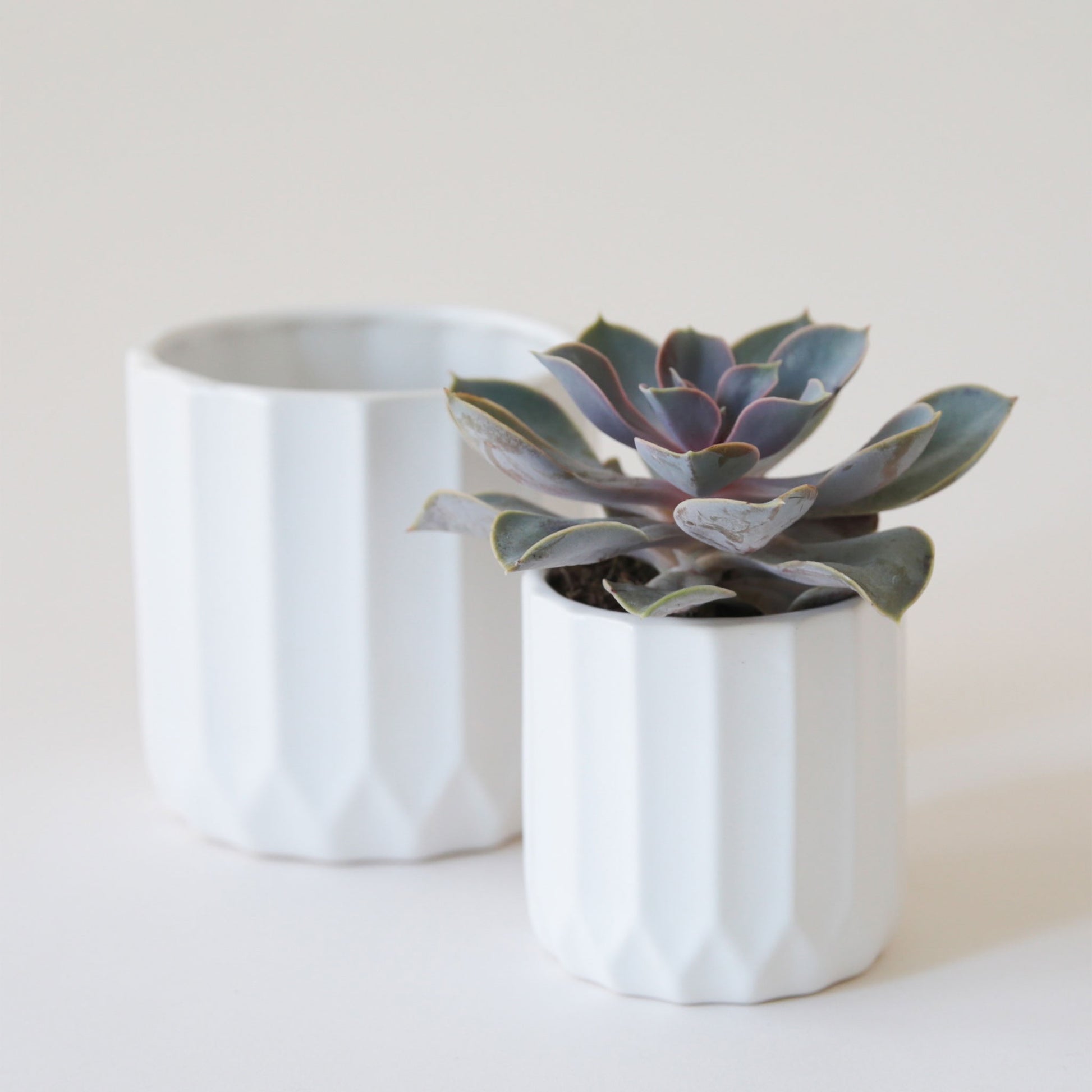 On a white background is two different sized white ceramic pots with a fluted detail on the sides. The smaller of the two pots is holding a single succulent inside.