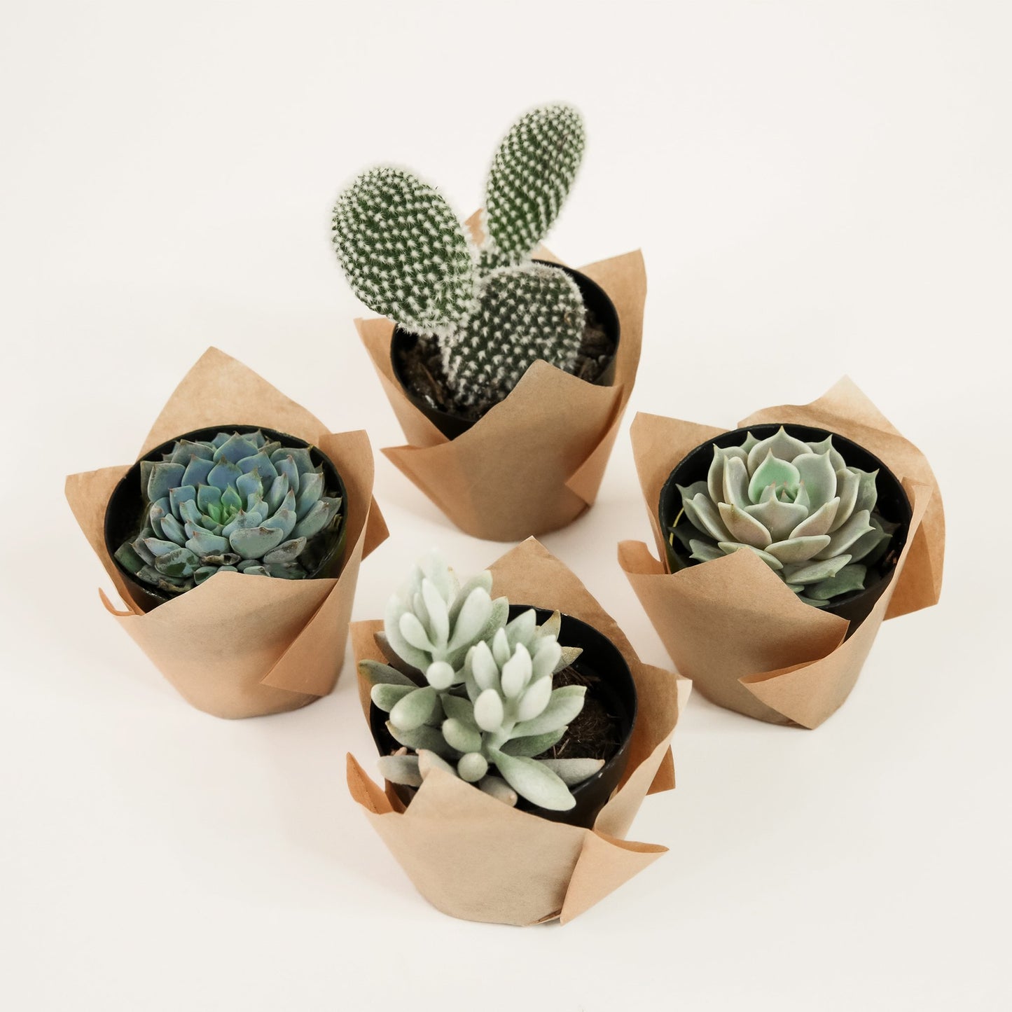 Four individual, 2 inch succulents of various shapes and sizes picked for the small winter kit. Each succulent container is wrapped in brown craft paper.