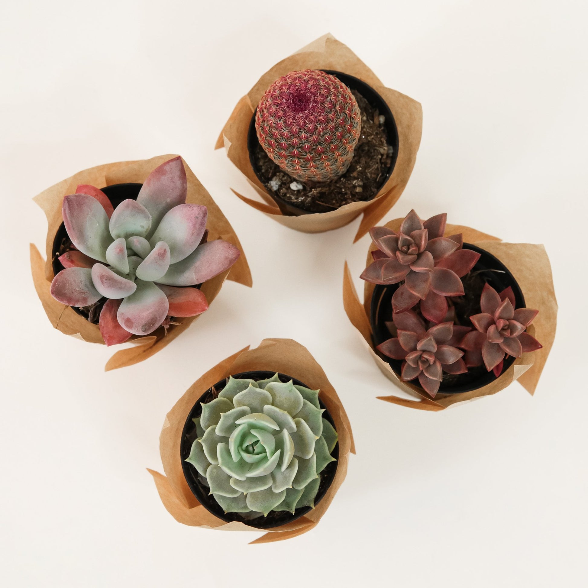 Four individual 2 inch succulents of various shapes and sizes. Each succulent container is wrapped in brown craft paper.
