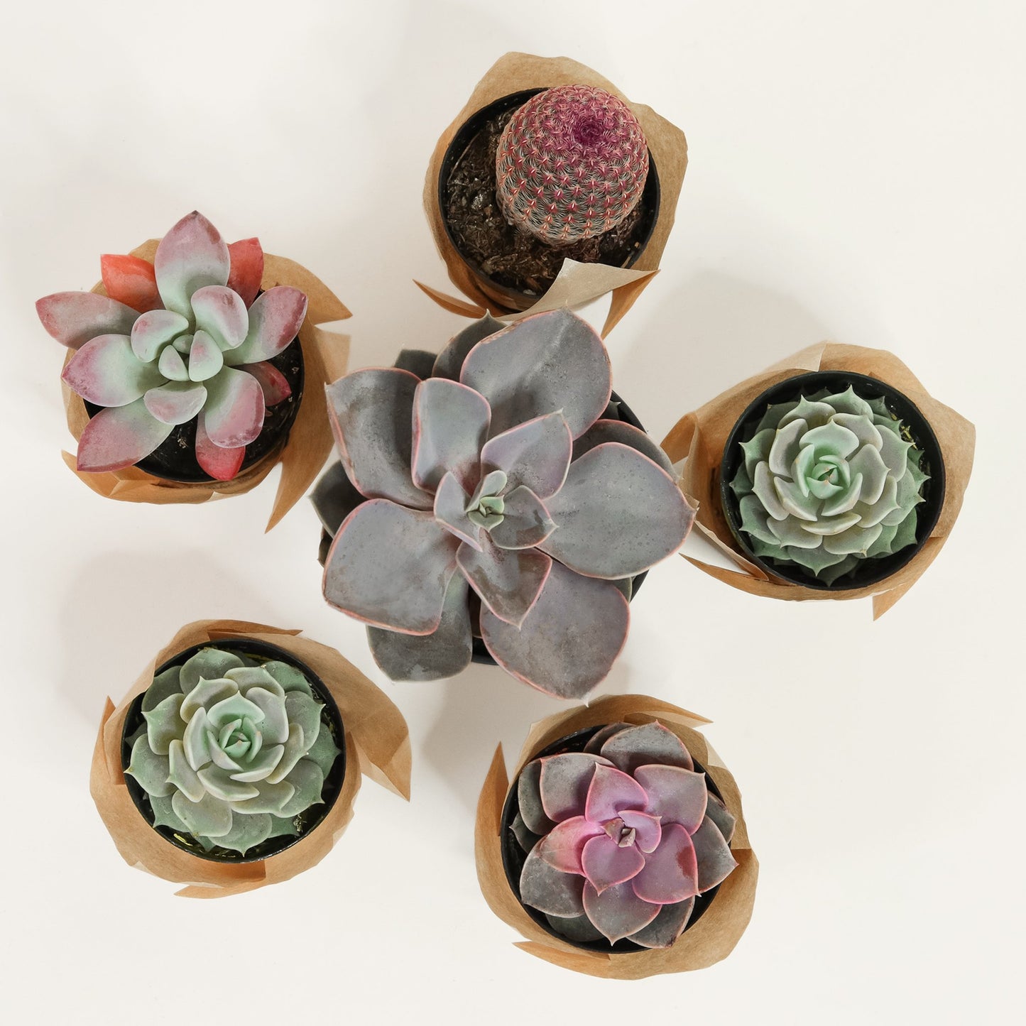 Five individual, 2 inch succulents of various shapes and sizes, along with one larger succulent picked for the large spring kit. Each succulent container is wrapped in brown craft paper.
