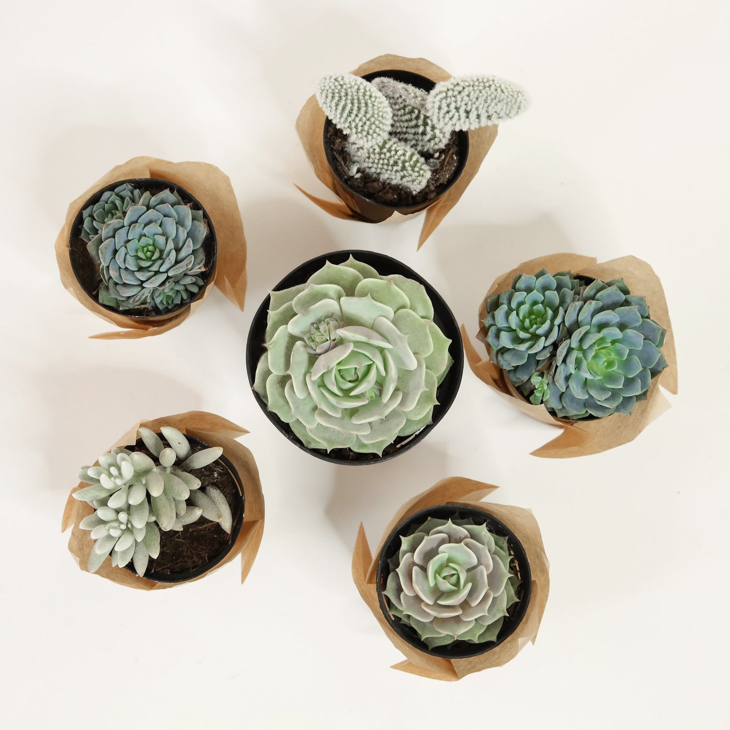  Five individual, 2 inch succulents of various shapes and sizes, along with one larger succulent picked for the large winter kit. Each succulent container is wrapped in brown craft paper.