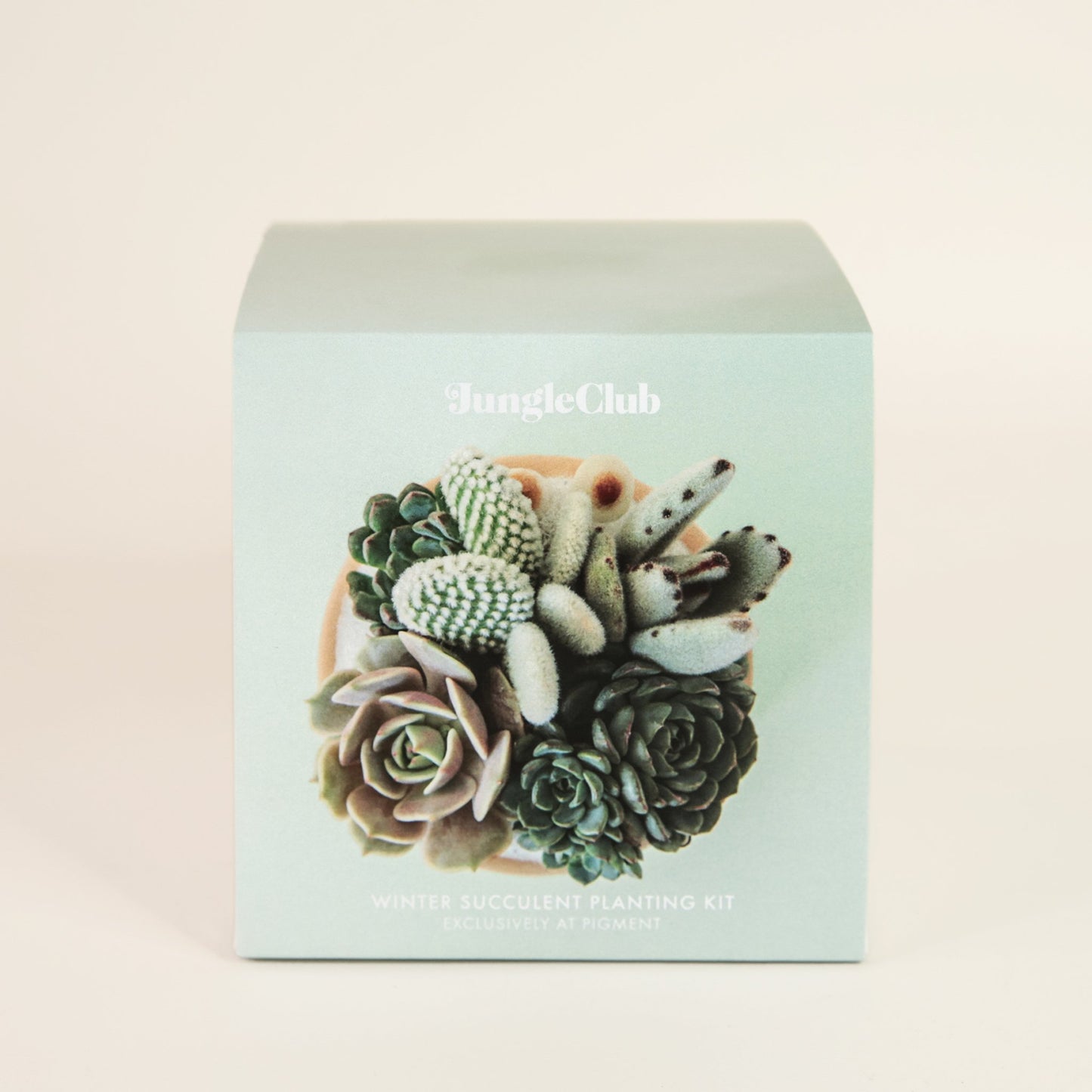 Light blue packaging of small planting kit. The packaging is light lavender and includes an image of a completed succulent planting and is labeled 'JungleClub'. 