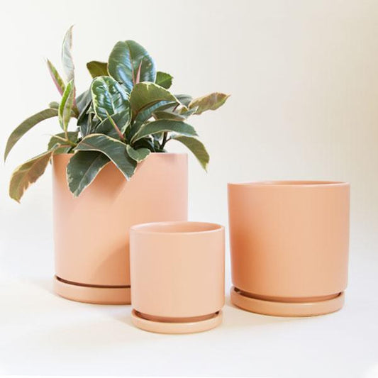 Three soft orange cylinder planters, each complete with matching water tray. The three sit staggered in front of each other in sizes small, medium and large. The large pot to the right is potted with a green and pink leafy plant.