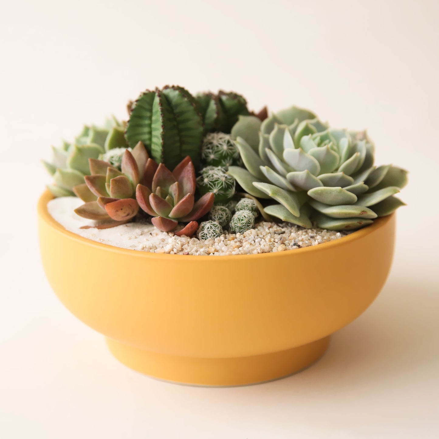 On a cream background is a yellow ceramic pedestal bowl with a succulent and cacti arrangement inside. 