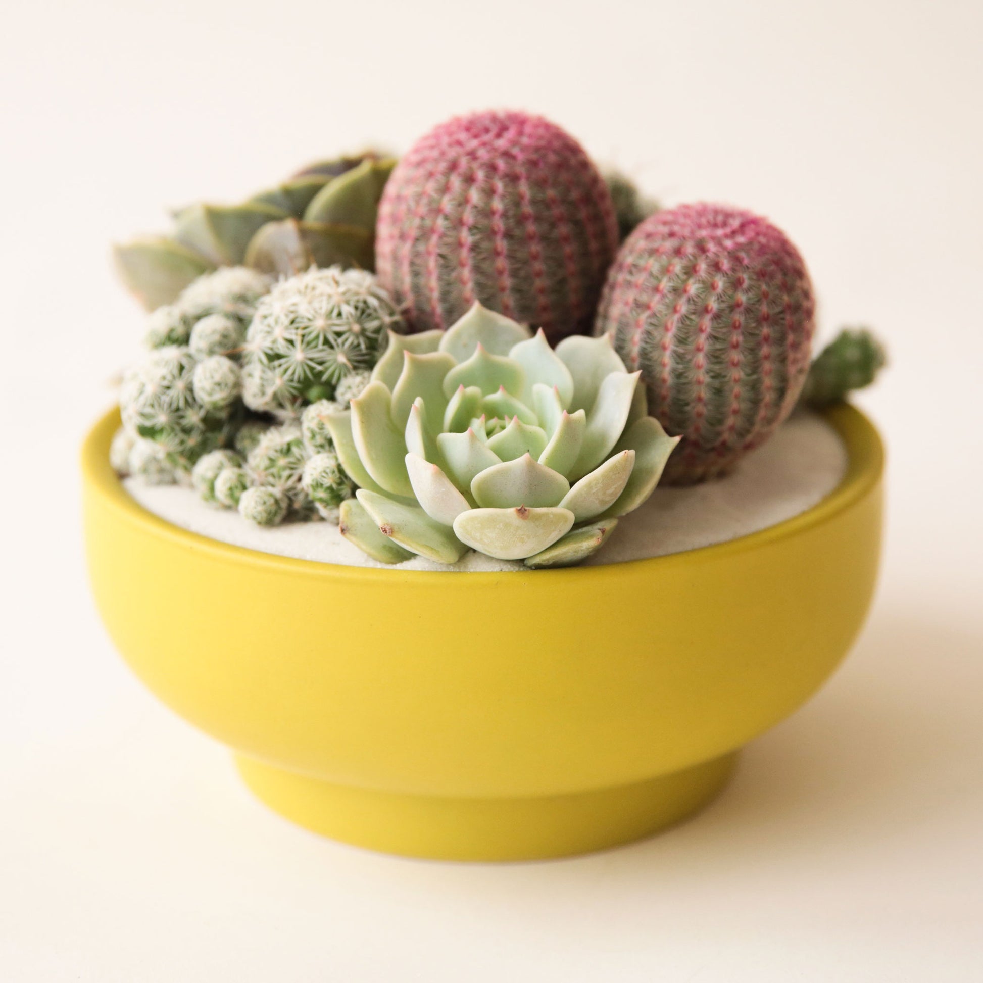 On a cream background is a chartreuse colored ceramic pedestal bowl that is filled with a succulent and cacti arrangement.