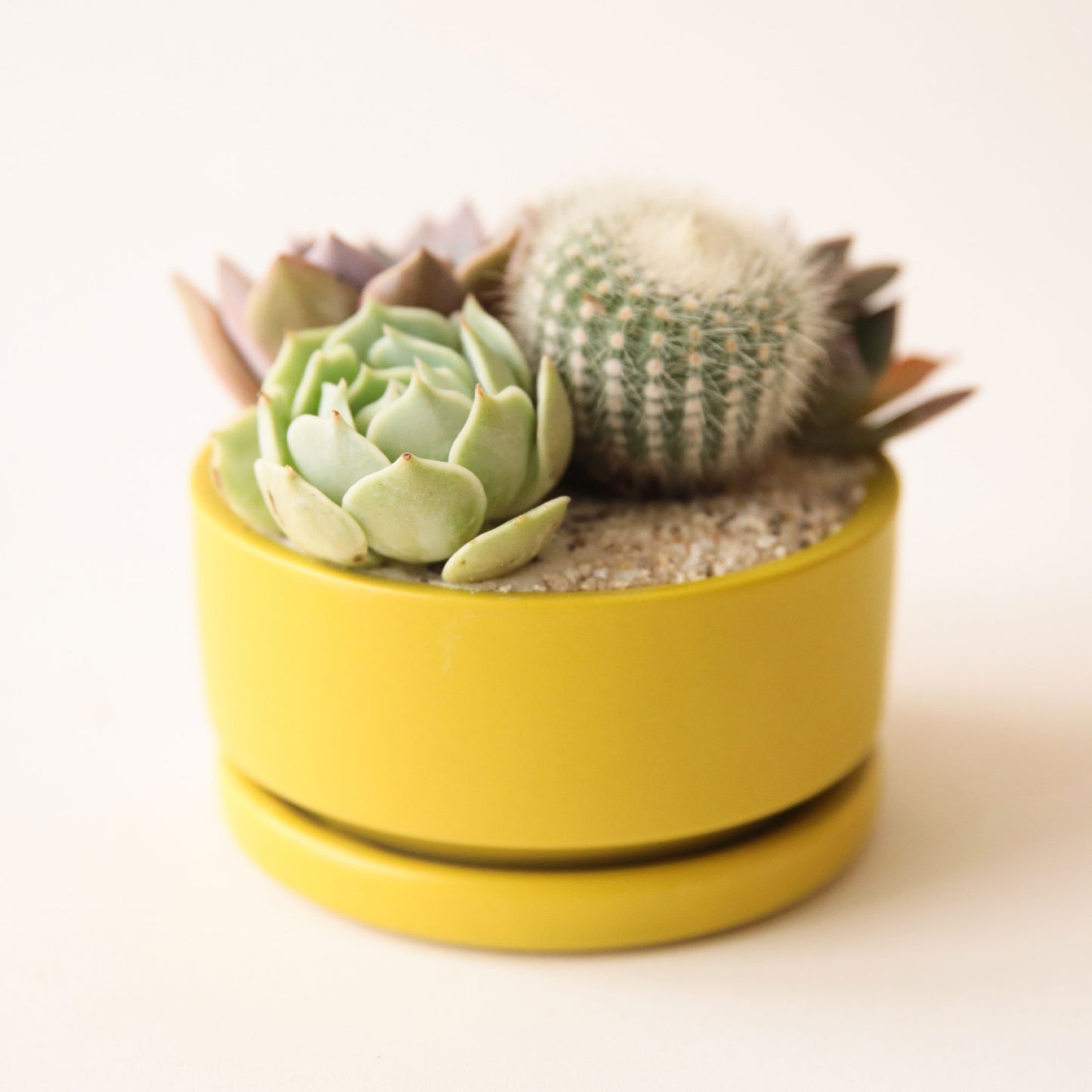 On a cream background is a chartreuse low profile ceramic planter with a removable tray for drainage and filled here with a succulent and cacti arrangement.