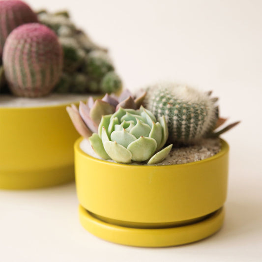 On a cream background is a chartreuse low profile ceramic planter with a removable tray for drainage and filled here with a succulent and cacti arrangement. 