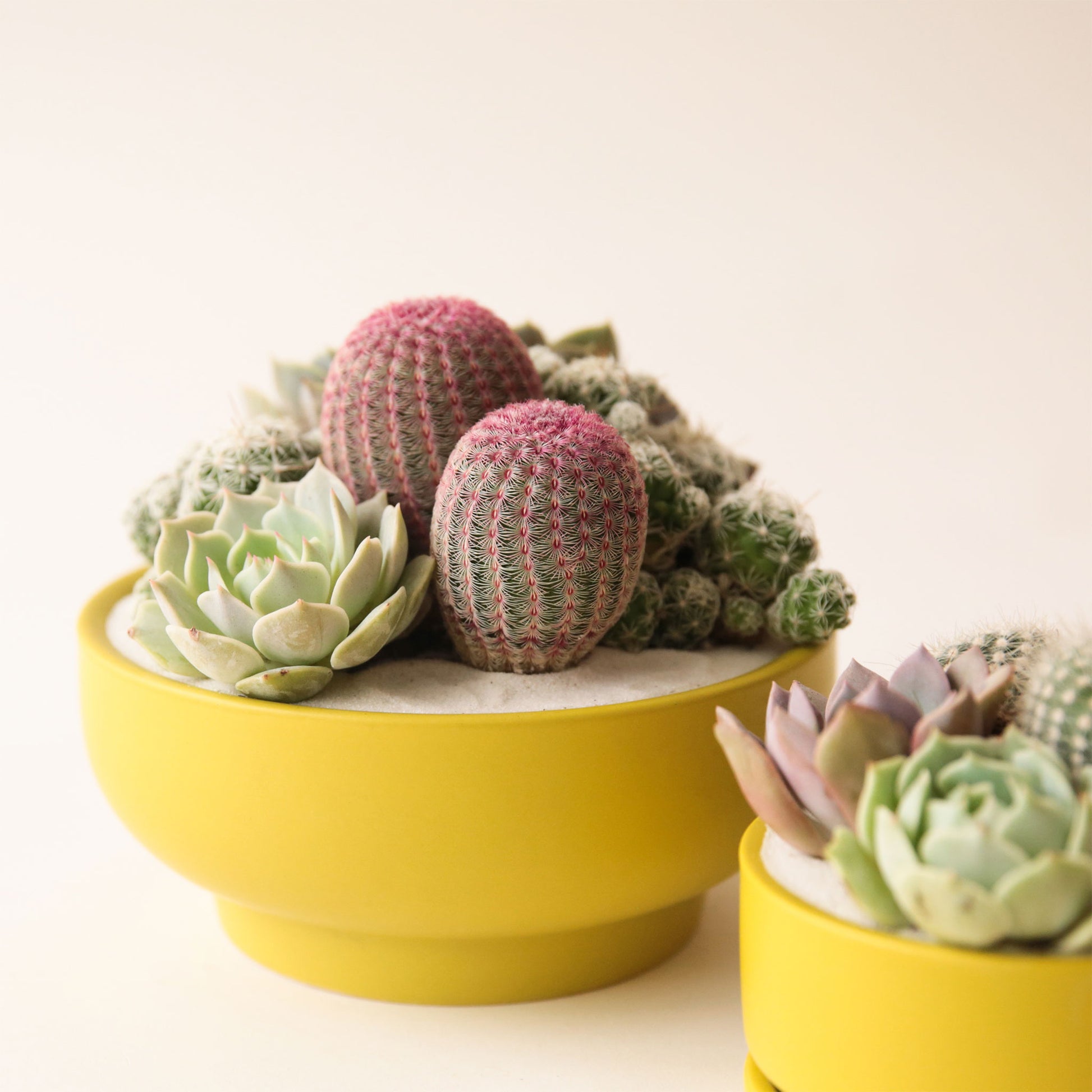On a cream background is a chartreuse colored ceramic pedestal bowl that is filled with a succulent and cacti arrangement. 
