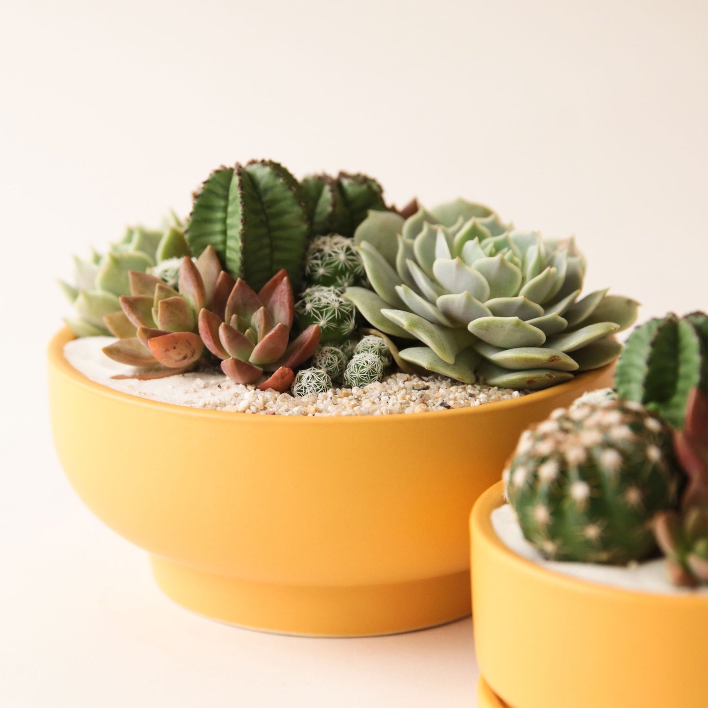 On a cream background is a yellow ceramic pedestal bowl with a succulent and cacti arrangement inside. 