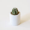 This white ceramic tiny pot is only an inch high, and has a smooth ceramic matte finish.