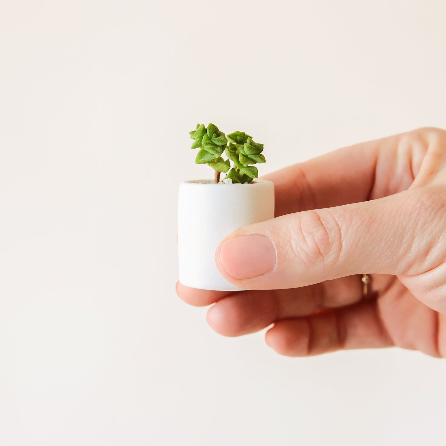 Against a white background is a hand holding a tiny, round pot. Inside the pot is a bright green succulent.